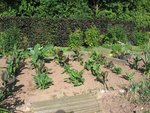 canna_010709_b.jpg