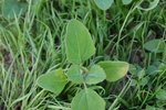 plante small.JPG