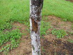 Ecorcr pommier?