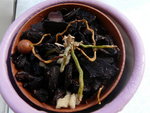 P1010817.JPG