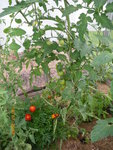 jardin le 09-07-2009 007.jpg