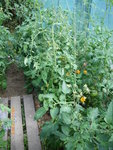 jardin le 09-07-2009 009.jpg
