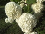 mon jardin 012.jpg