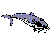 requin4.gif