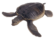 tortue.gif