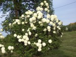 mon jardin 011.jpg