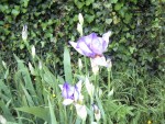 mon jardin 029.jpg