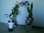 mes orchidées 001.jpg