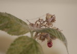 _DSC0146_redimensionner_redimensionner.JPG