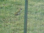 P1000029 copie.jpg
