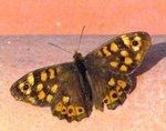 P1020050.JPG