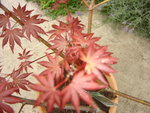 DSC02001.JPG