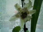 mes orchidées 007.jpg