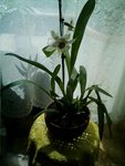 mes orchidées 008.jpg