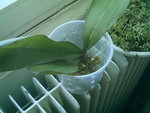 mes orchidées 021.jpg