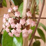 ROSE PORCELAINE 1.jpg