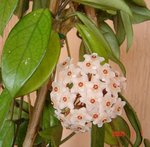 ROSE PORCELAINE.jpg