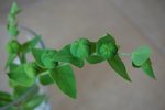 plante à identifier.JPG