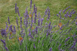 IMG_6776.JPG