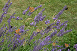IMG_6780.JPG