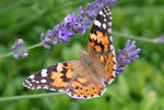 IMG_6788.JPG