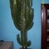 voici une photo de ma plante