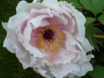 Pivoine arbustive - la semaine dernière, elle est déjà finie
