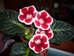 Gloxinia - 3ème année de floraison