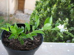 14 juill 09 085.jpg
