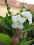 14 juill 09 083.jpg