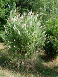 buddleia blanc.jpg