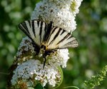 papillon sur buddleia blanc.jpg