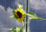 tournesol.jpg