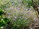 fleurs bleues.jpg