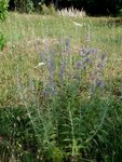 encore fleurs bleues.jpg