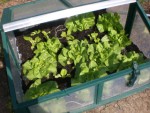 Mes salades en couche c'est la cinquième qu'on mange