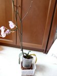 Orchidee_14-07.JPG