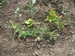 Plant de pastèque chétif