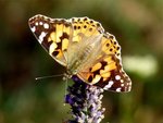 papillon sur lavande.jpg
