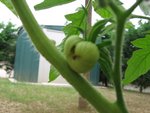 tomate 42.jpg
