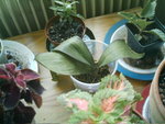 mes orchidées 002.jpg