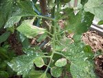 feuille tomate 001.jpg