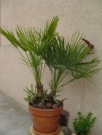 chamareops humilis [1024x768].JPG