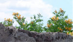 DSC04010.JPG