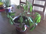 09-05-08_1218.jpg