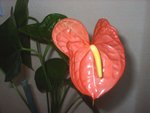 fleurs 05  2009 008.jpg
