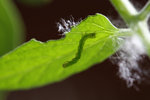 chenille verte tomate