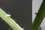 autres insectes