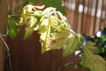 feuilles jaunes