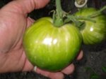 tomate johanna, grosse verte à chaire jaune!